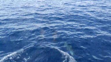 豆荚海豚自由太平洋海洋蓝色的水学校野生动物海加州美国